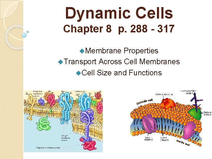 Dynamic Cells Chapter 8 p. 288 - 317 u. Membrane Properties u. Transport Across