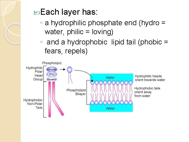  Each layer has: ◦ a hydrophilic phosphate end (hydro = water, philic =