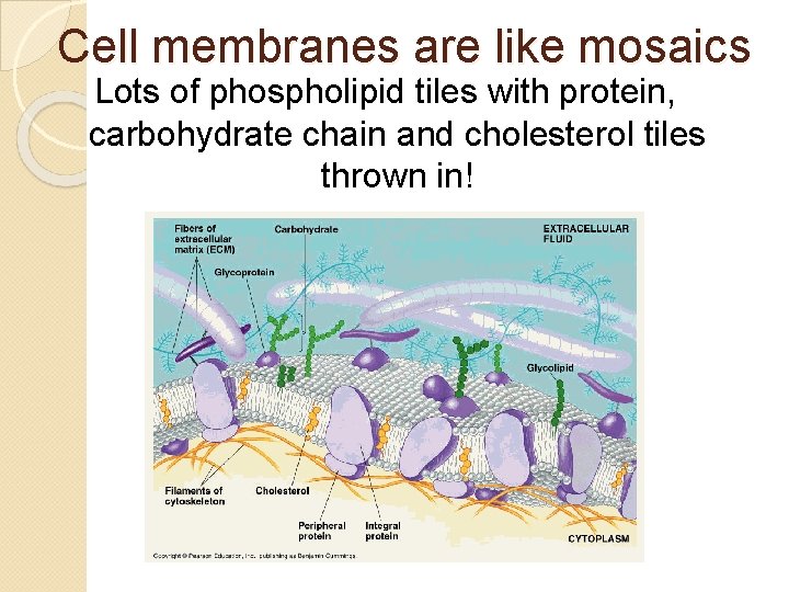 Cell membranes are like mosaics Lots of phospholipid tiles with protein, carbohydrate chain and