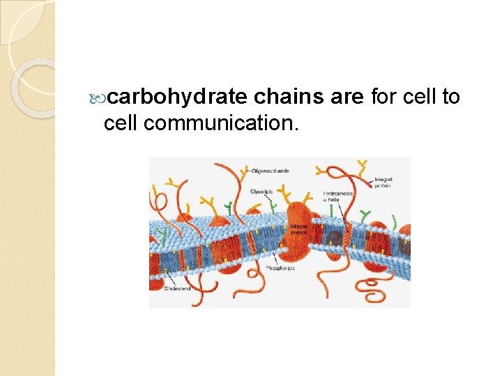  carbohydrate chains are for cell to cell communication. 