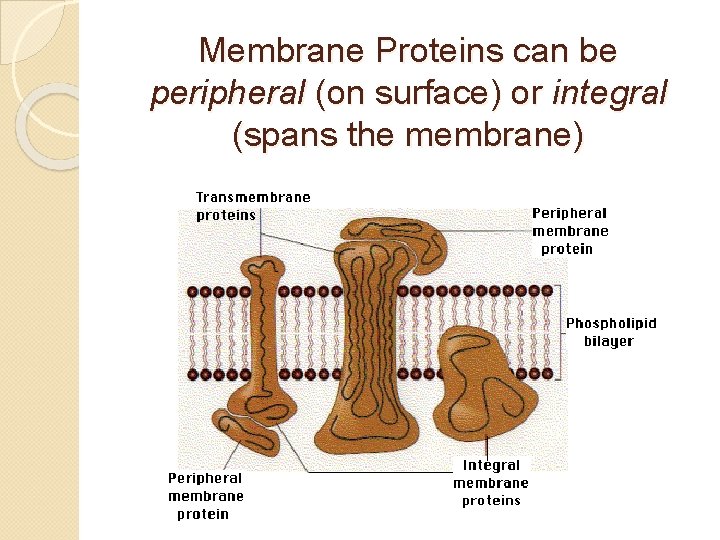 Membrane Proteins can be peripheral (on surface) or integral (spans the membrane) 