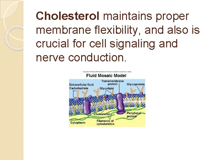 Cholesterol maintains proper membrane flexibility, and also is crucial for cell signaling and nerve