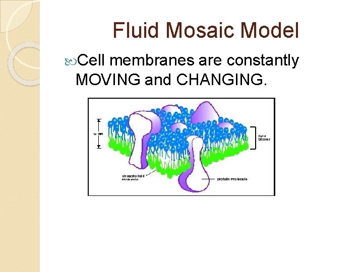 Fluid Mosaic Model Cell membranes are constantly MOVING and CHANGING. 