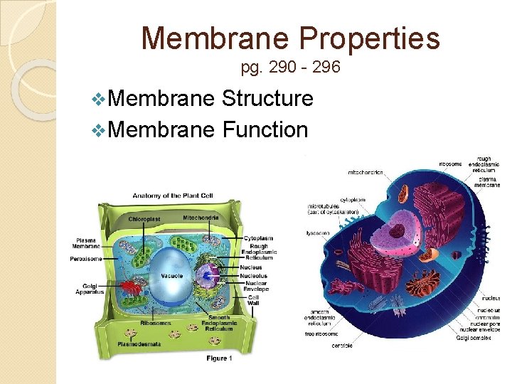 Membrane Properties pg. 290 - 296 v. Membrane Structure v. Membrane Function 