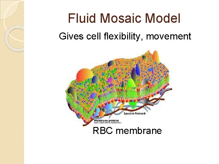 Fluid Mosaic Model Gives cell flexibility, movement RBC membrane 