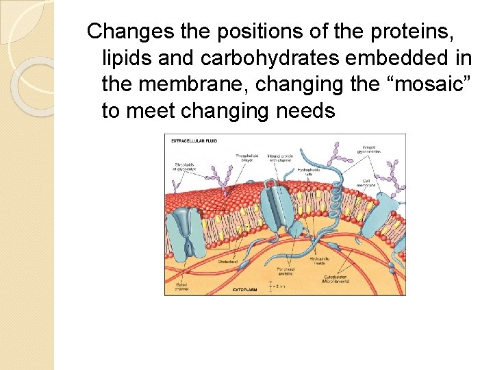 Changes the positions of the proteins, lipids and carbohydrates embedded in the membrane, changing