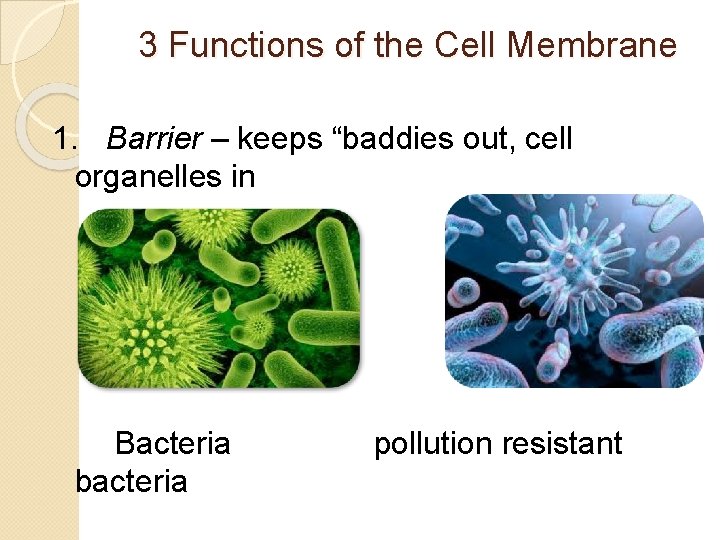 3 Functions of the Cell Membrane 1. Barrier – keeps “baddies out, cell organelles