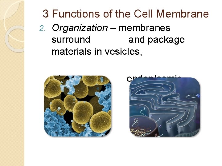 3 Functions of the Cell Membrane 2. Organization – membranes surround and package materials