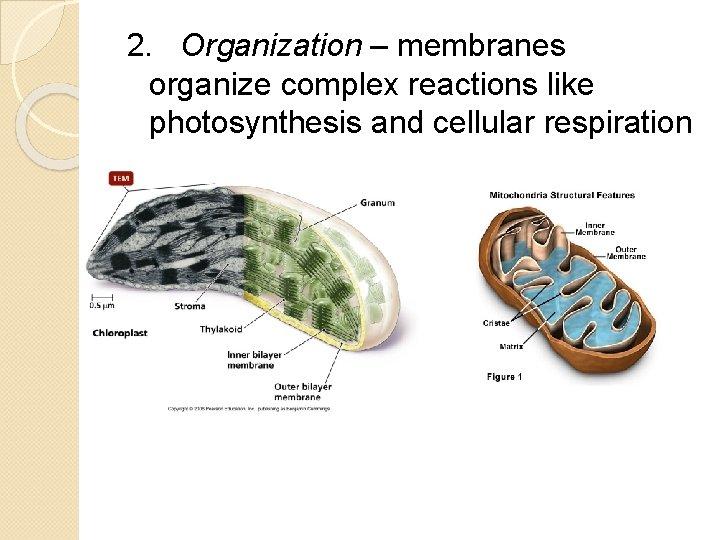 2. Organization – membranes organize complex reactions like photosynthesis and cellular respiration 