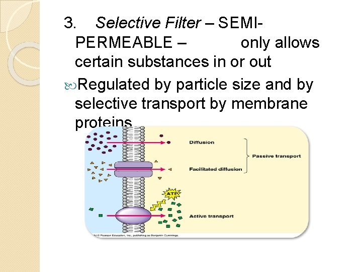 3. Selective Filter – SEMIPERMEABLE – only allows certain substances in or out Regulated