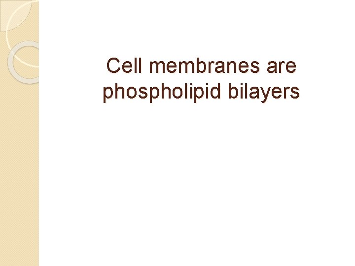 Cell membranes are phospholipid bilayers 