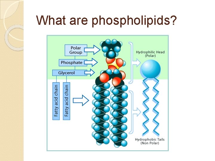 What are phospholipids? 