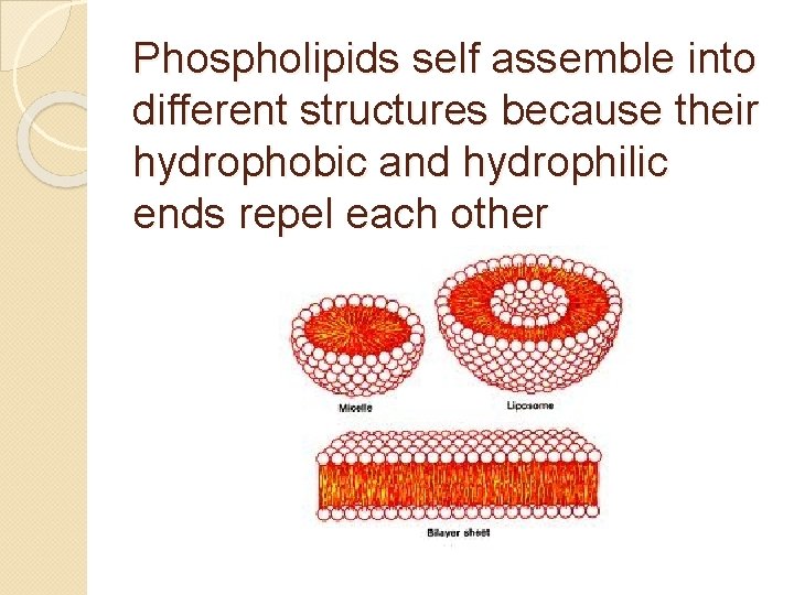 Phospholipids self assemble into different structures because their hydrophobic and hydrophilic ends repel each