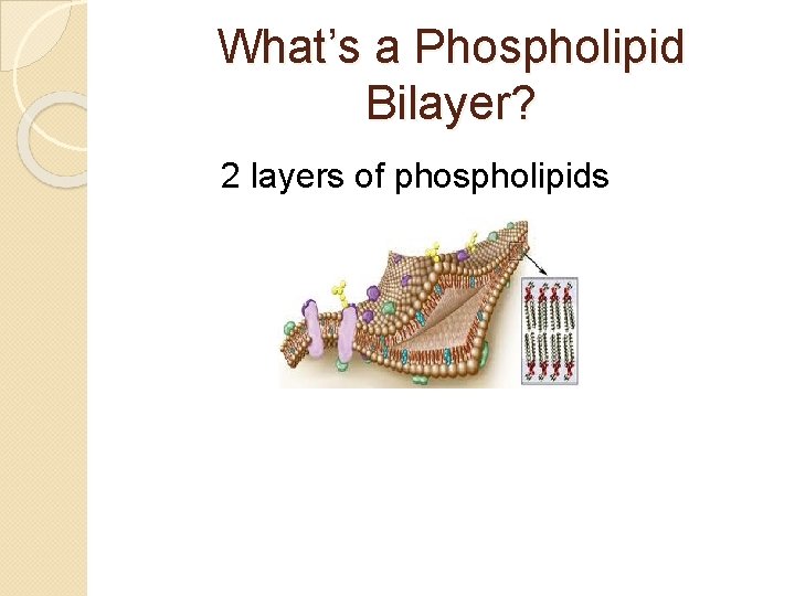What’s a Phospholipid Bilayer? 2 layers of phospholipids 