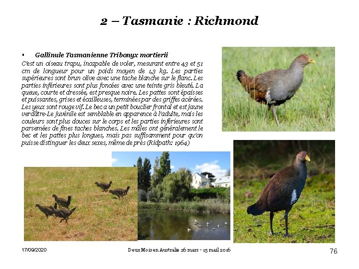 2 – Tasmanie : Richmond Gallinule Tasmanienne Tribonyx mortierii C'est un oiseau trapu, incapable