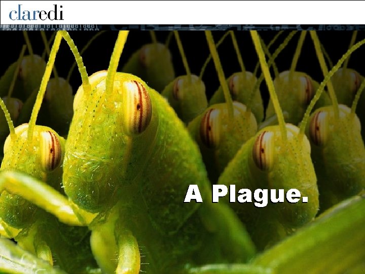 A Plague. 