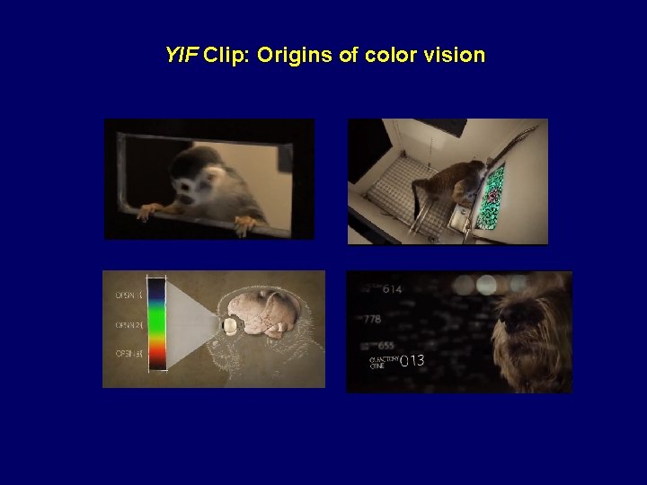 YIF Clip: Origins of color vision 