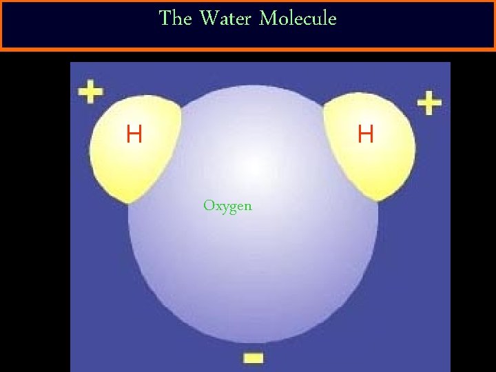 The Water Molecule H H Oxygen 