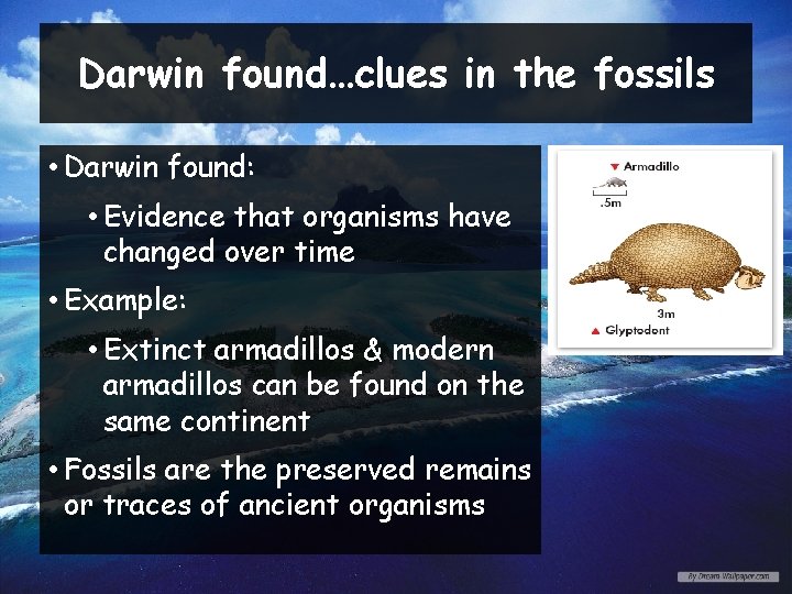 Darwin found…clues in the fossils • Darwin found: • Evidence that organisms have changed