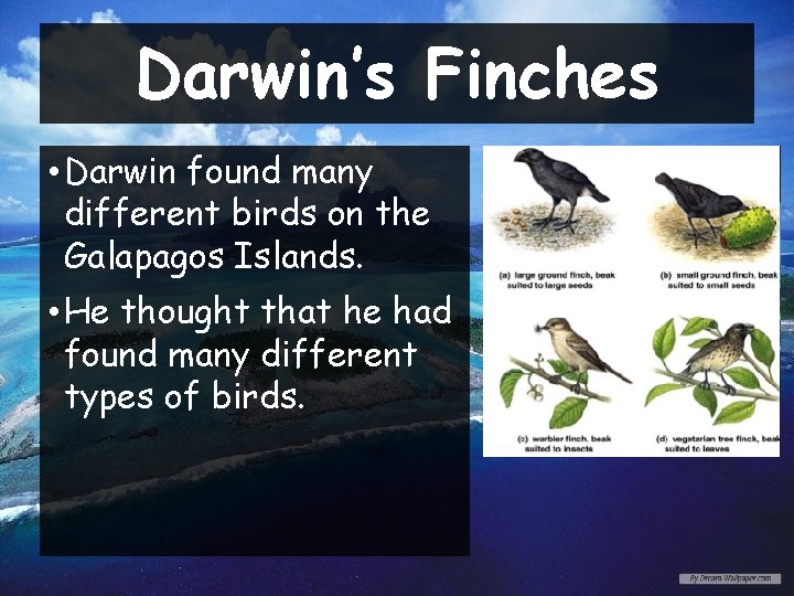 Darwin’s Finches • Darwin found many different birds on the Galapagos Islands. • He