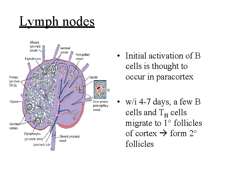 Lymph nodes • Initial activation of B cells is thought to occur in paracortex