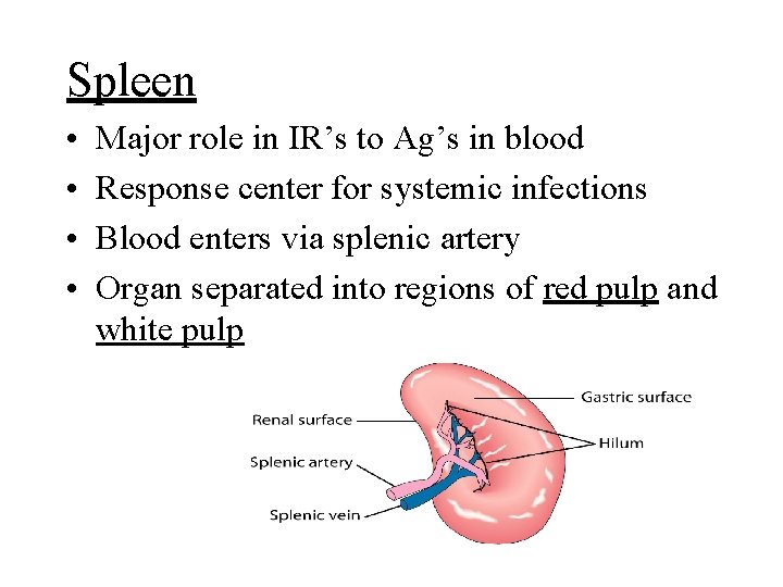 Spleen • • Major role in IR’s to Ag’s in blood Response center for