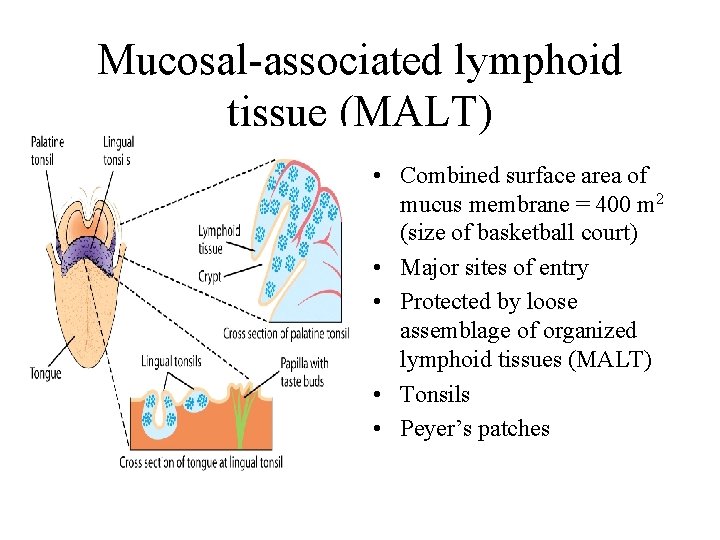 Mucosal-associated lymphoid tissue (MALT) • Combined surface area of mucus membrane = 400 m