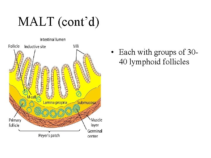 MALT (cont’d) • Each with groups of 3040 lymphoid follicles 