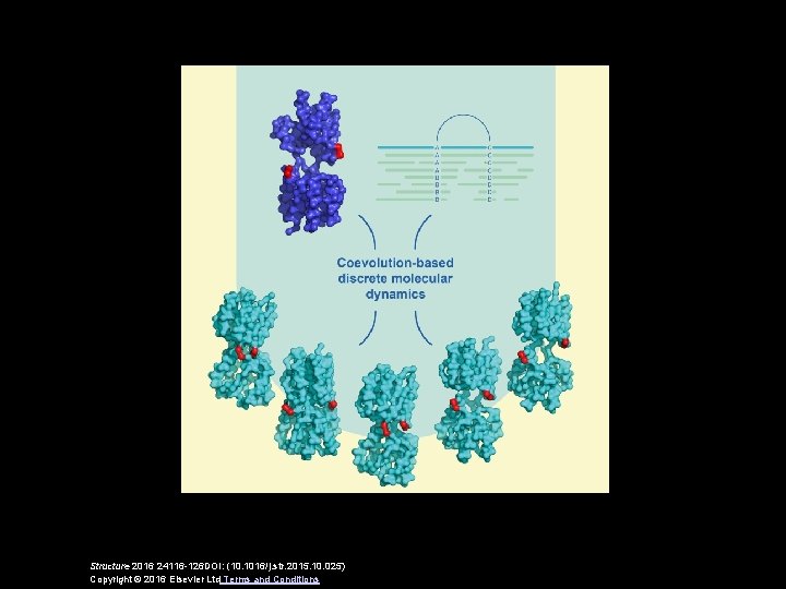 Structure 2016 24116 -126 DOI: (10. 1016/j. str. 2015. 10. 025) Copyright © 2016