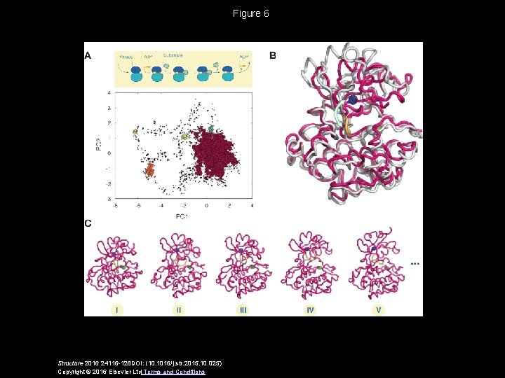 Figure 6 Structure 2016 24116 -126 DOI: (10. 1016/j. str. 2015. 10. 025) Copyright