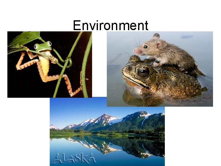 Environment Environment