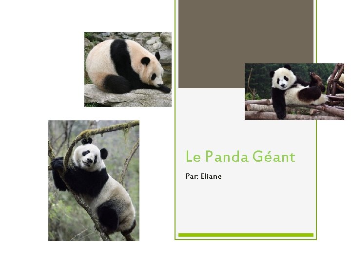 Le Panda Géant Par: Eliane 