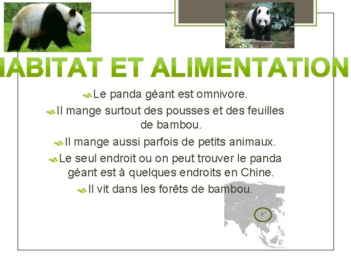  Le panda géant est omnivore. Il mange surtout des pousses et des feuilles