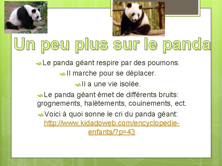 Un peu plus sur le panda Le panda géant respire par des poumons. Il
