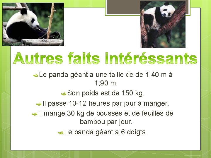  Le panda géant a une taille de de 1, 40 m à 1,