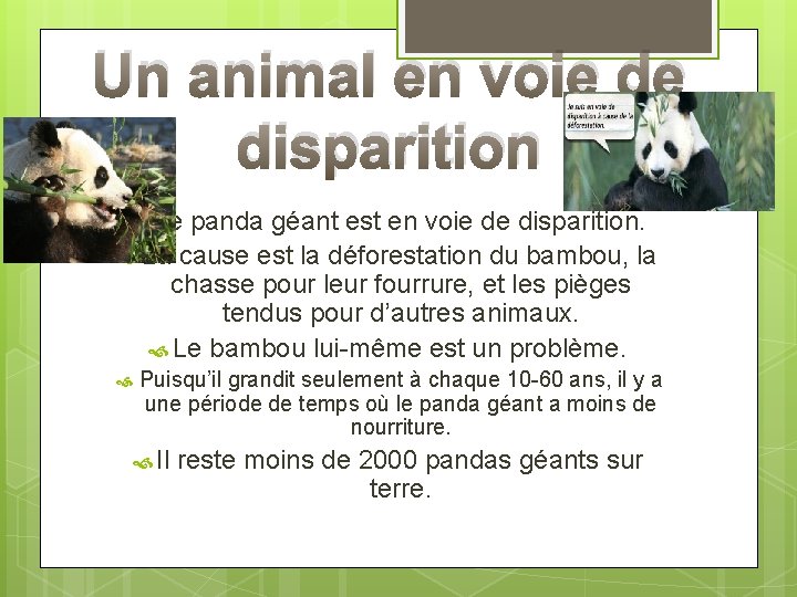 Un animal en voie de disparition Le panda géant est en voie de disparition.