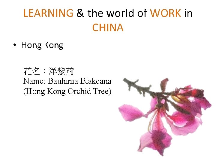 LEARNING & the world of WORK in CHINA • Hong Kong 花名:洋紫荊 Name: Bauhinia LEARNING & the world of WORK in CHINA • Hong Kong 花名:洋紫荊 Name: Bauhinia