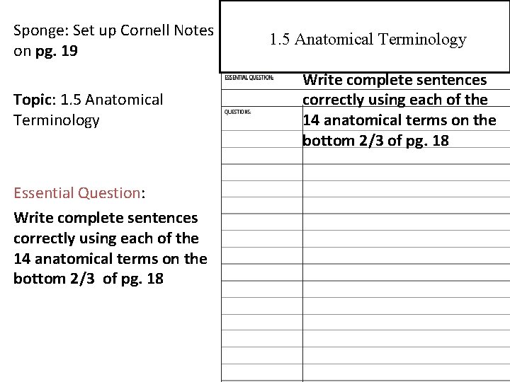 Sponge: Set up Cornell Notes on pg. 19 Topic: 1. 5 Anatomical Terminology Essential