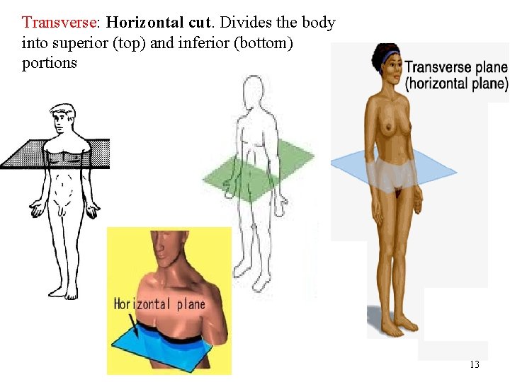 Transverse: Horizontal cut. Divides the body into superior (top) and inferior (bottom) portions 13