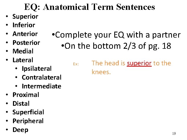 EQ: Anatomical Term Sentences • • • Superior Inferior Anterior • Complete your EQ