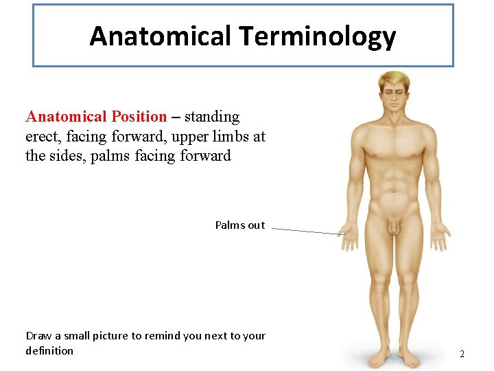 Anatomical Terminology Anatomical Position – standing erect, facing forward, upper limbs at the sides,