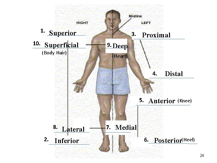 1. 10. Superior Superficial (Body Hair) 3. Proximal 9. Deep (Heart) 4. 5. 8.