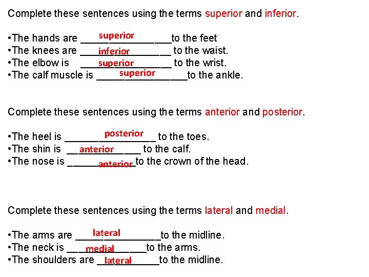 Complete these sentences using the terms superior and inferior. superior • The hands are