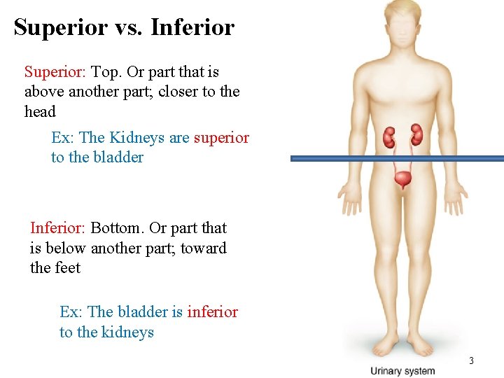 Superior vs. Inferior Superior: Top. Or part that is above another part; closer to