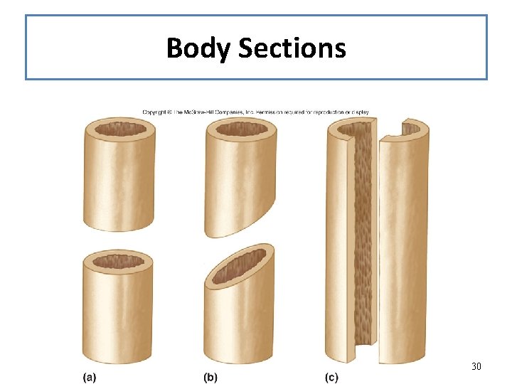 Body Sections 30 