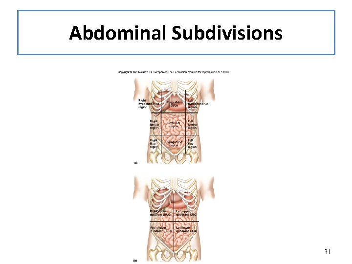 Abdominal Subdivisions 31 