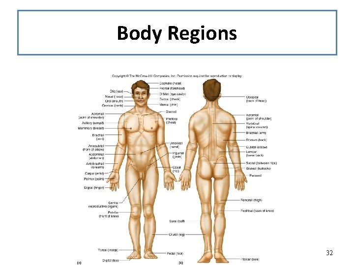 Body Regions 32 