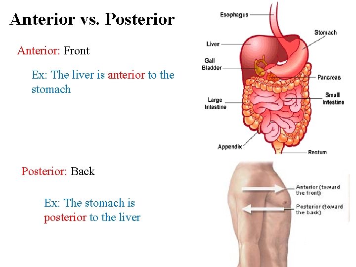 Anterior vs. Posterior Anterior: Front Ex: The liver is anterior to the stomach Posterior: