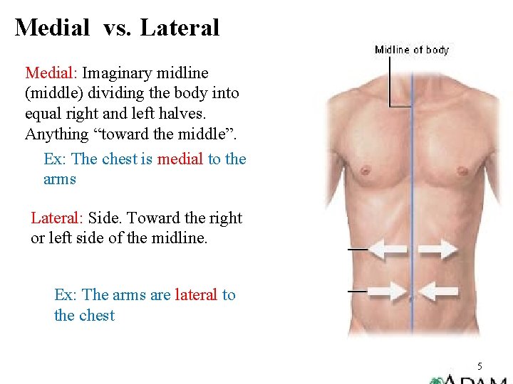 Medial vs. Lateral Medial: Imaginary midline (middle) dividing the body into equal right and