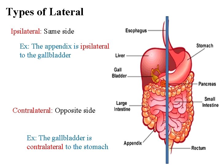 Types of Lateral Ipsilateral: Same side Ex: The appendix is ipsilateral to the gallbladder